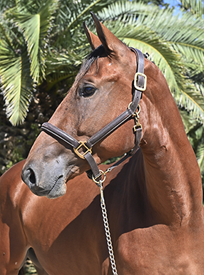 Portada GAMA CLARION