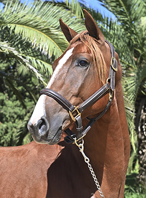 Portada GAMA CORVINUS