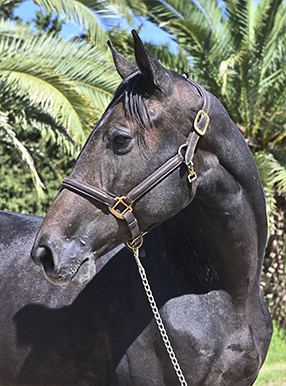 Portada GAMA CYGNUS BLACK