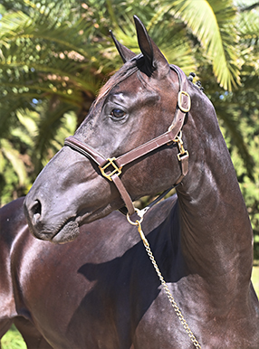 Portada GAMA DAMOCLES