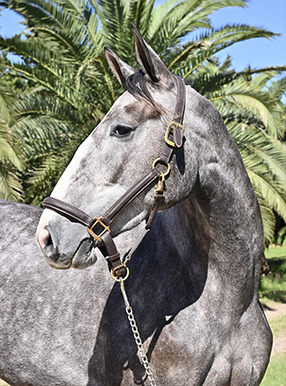 Portada GAMA DARINKA