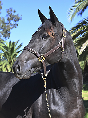 Portada GAMA DEMBELE