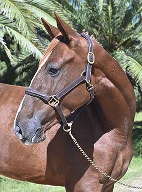 Portada GAMA DESIREE