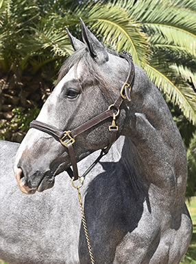 Portada GAMA DIONISIO