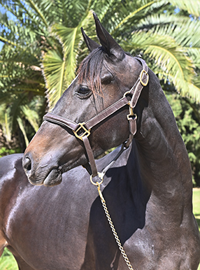 Portada GAMA DRABKINA