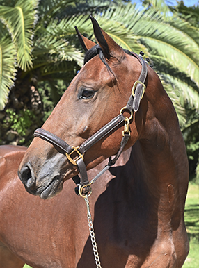 Portada GAMA NICASIA