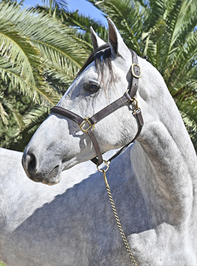 PortadaGAMA CHAPE III