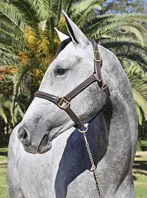 PortadaGAMA CORAL II